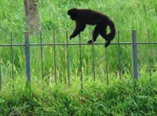  - Jardim Zoolgico de Curitiba - Macaco