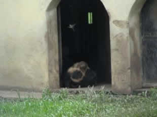 - Jardim Zoolgico de Curitiba - Urso de culos