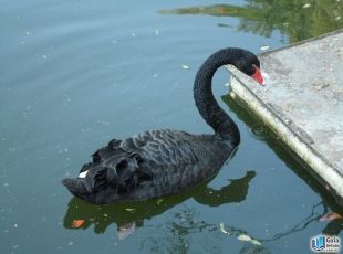  - Pato se alimentando no lago